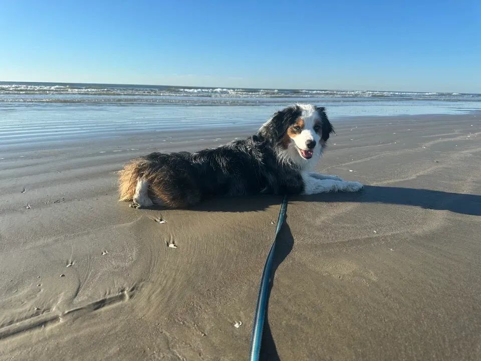 Dog lying on a sandy beach with a leash, looking back toward the camera under a blue sky