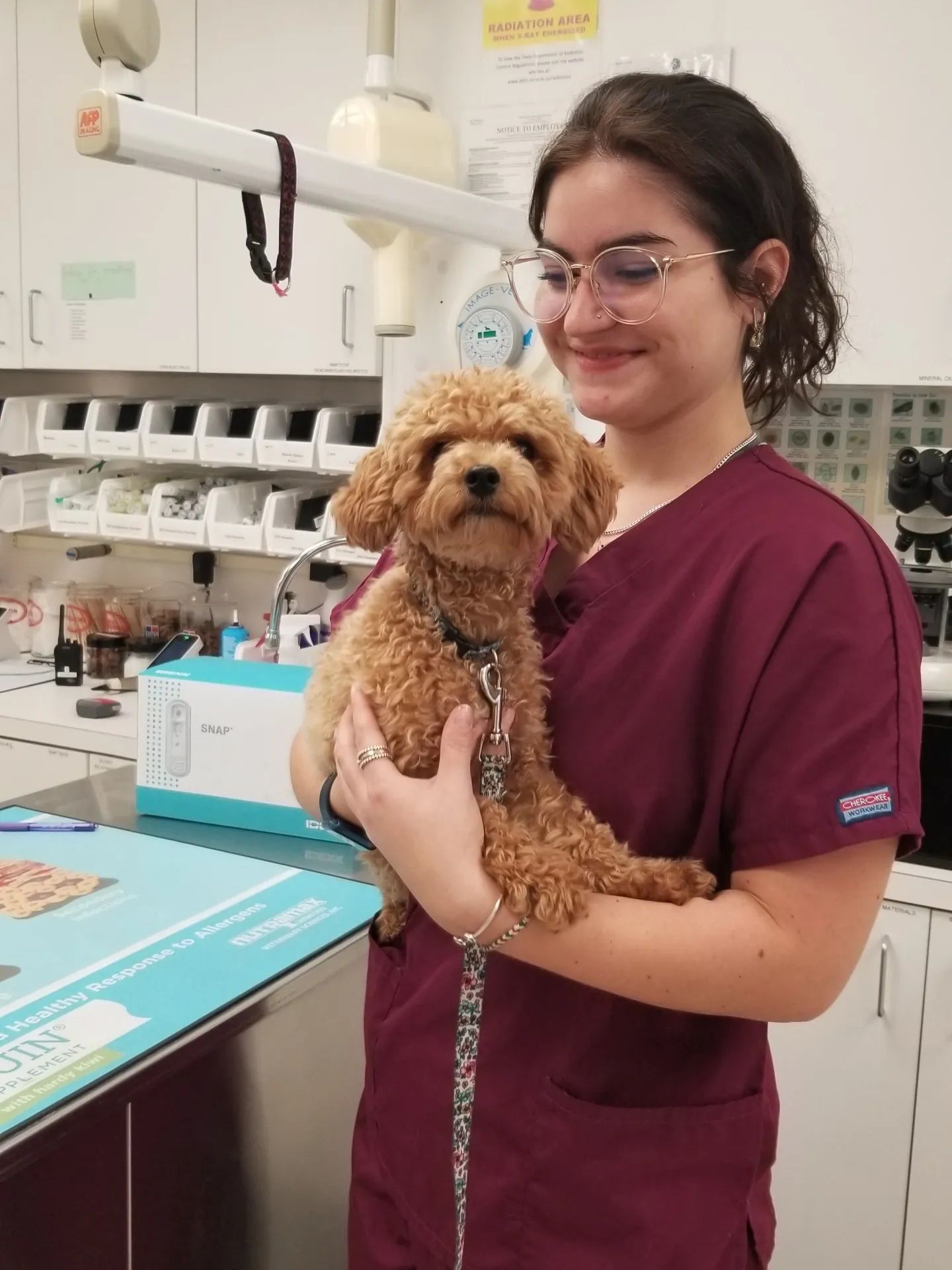 Veterinary worker in maroon scrubs holding a curly-haired dog in a clinic exam room