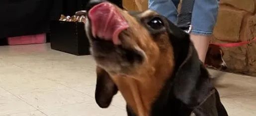 Black-and-tan dachshund licking its nose indoors, with people blurred in the background