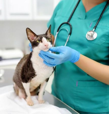 Veterinarian gently examining a black-and-white cat on a clinic exam table
