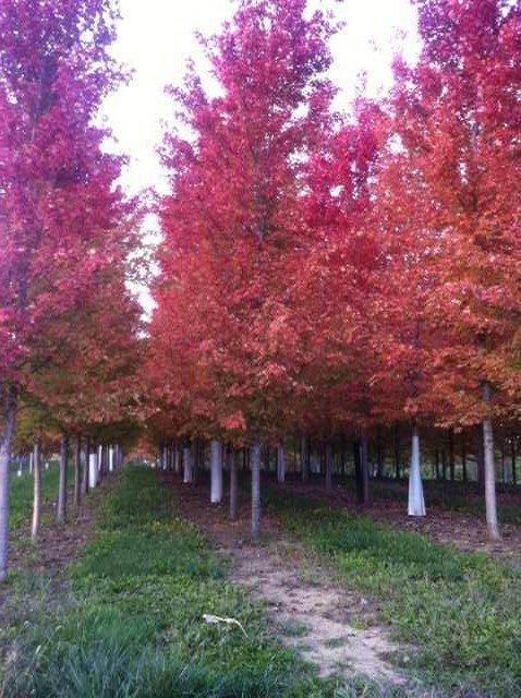 A row of trees with red leaves in a forest