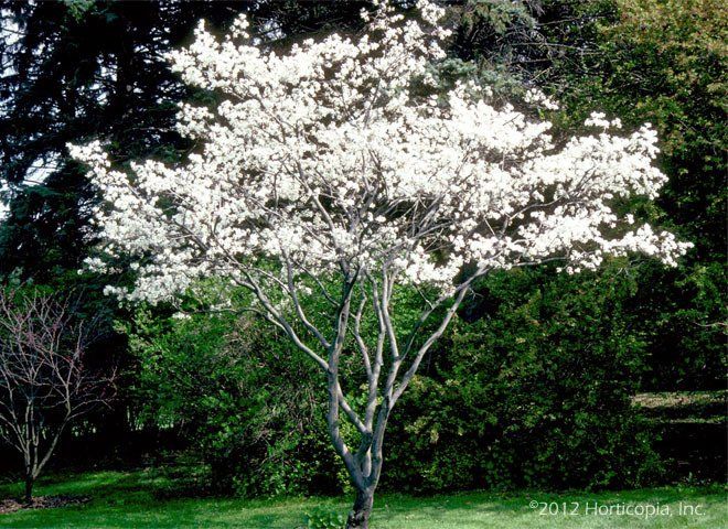 A tree with white flowers on it in a park