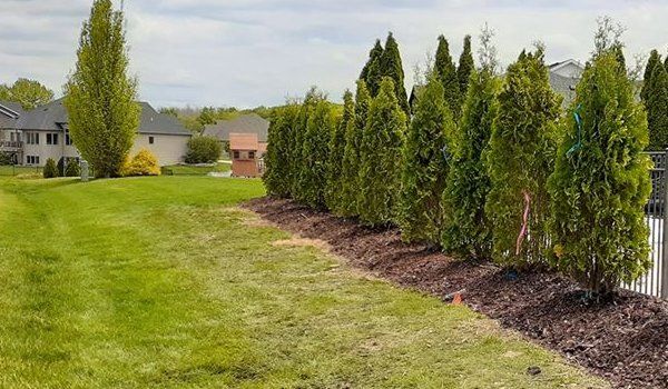A row of trees in a yard next to a fence.