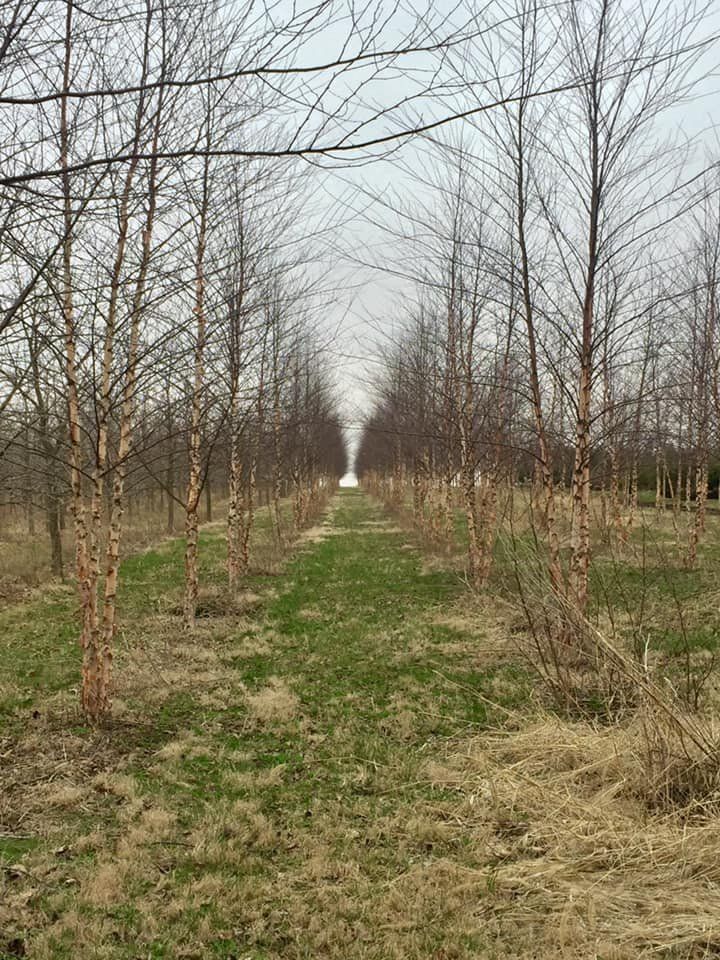 A row of trees without leaves in a field.