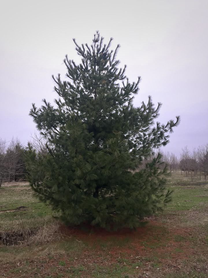 A large pine tree in a field on a cloudy day