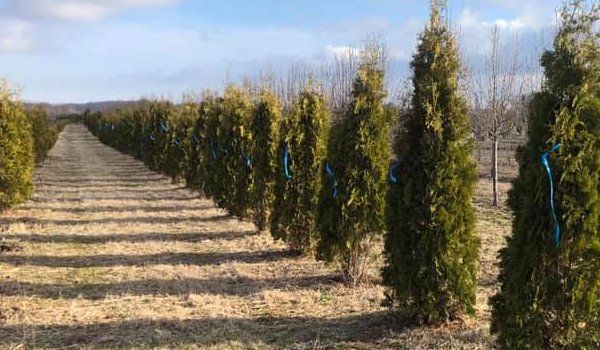 A row of trees in a field with blue ribbons around them.
