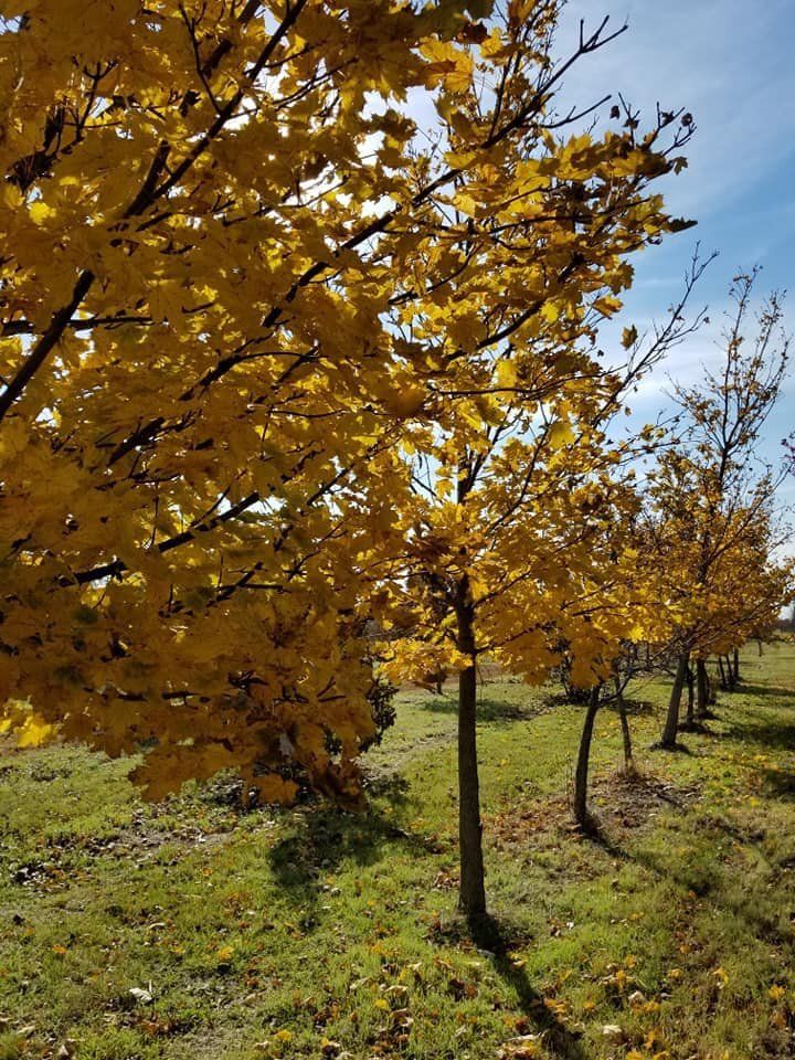 A row of trees with yellow leaves in a field.