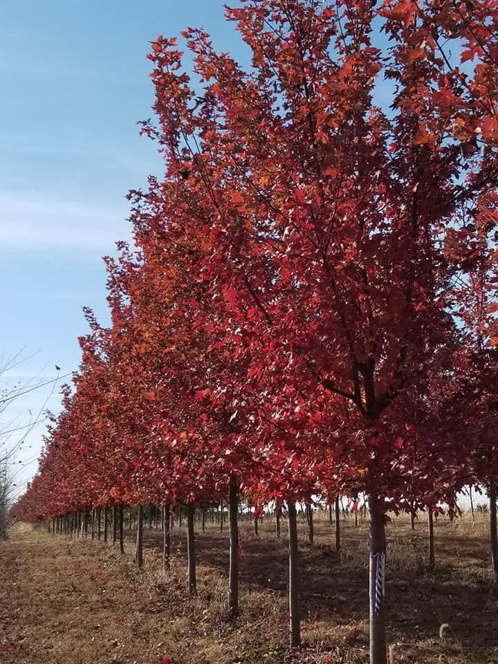 A row of trees with red leaves in a field