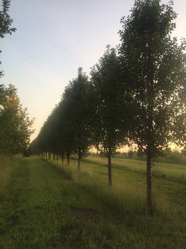 A row of trees in a grassy field