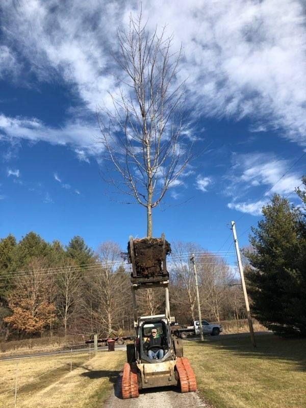 Tree installation on a trailer
