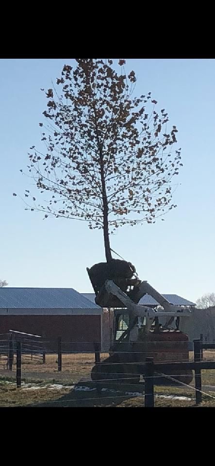 Tree installation