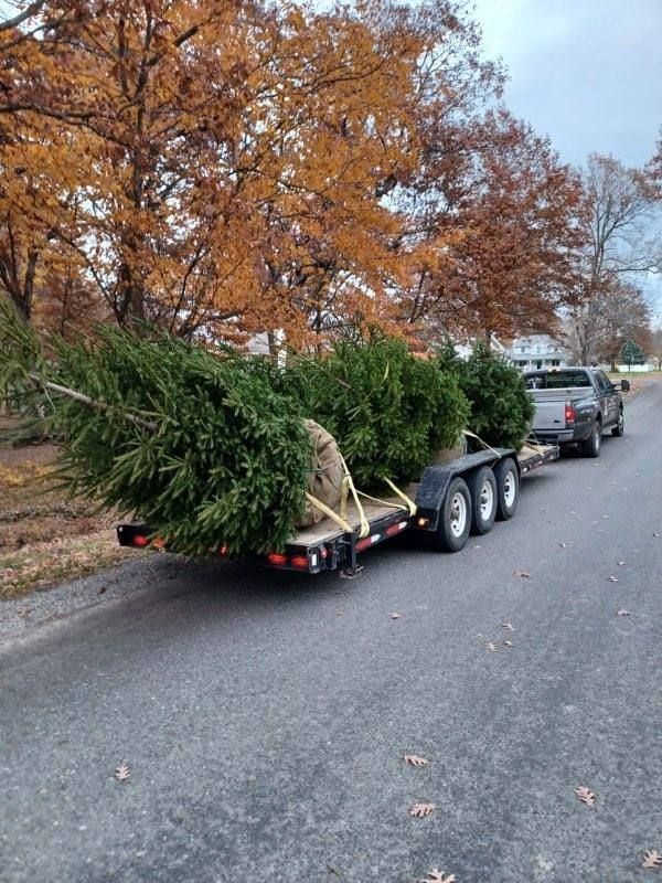 Tree installation service