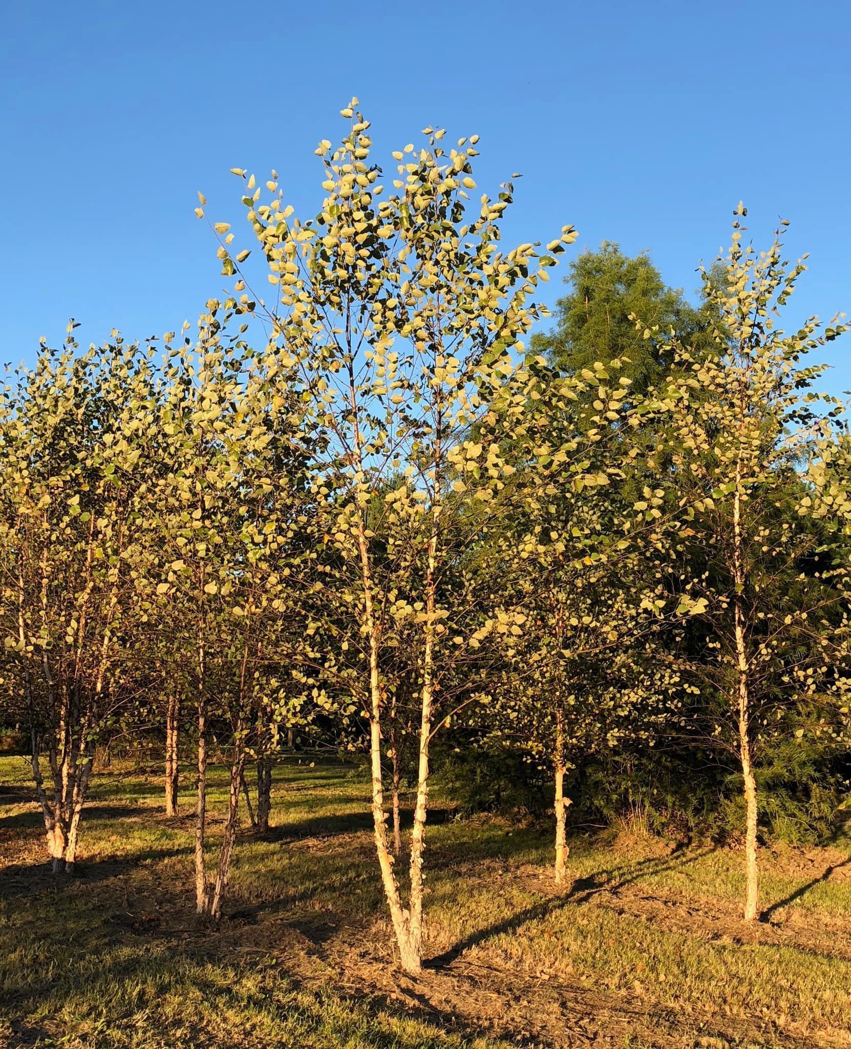 farm birch