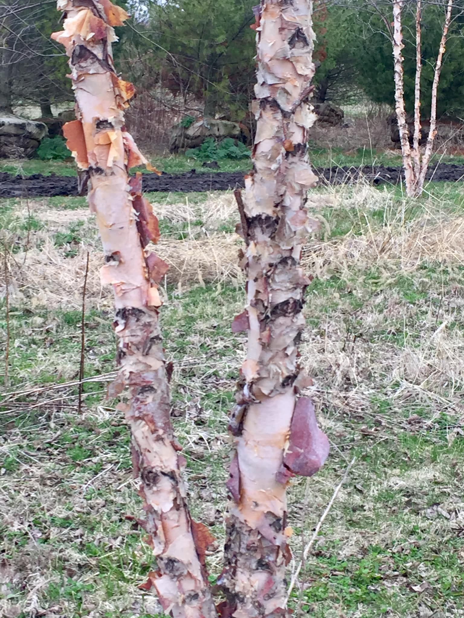 Paul's Tree Farms birch