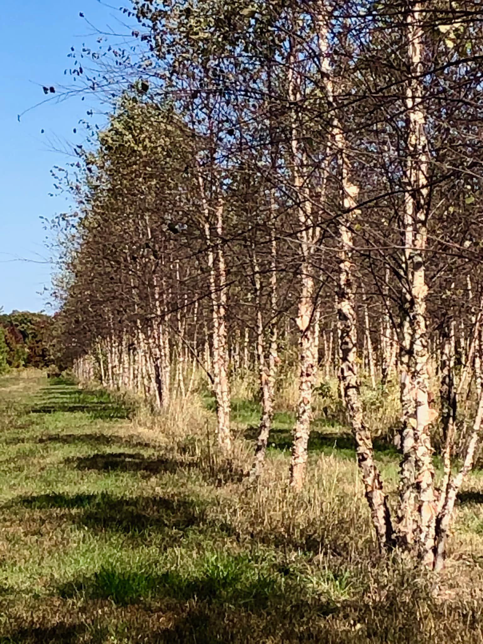 Farms birch