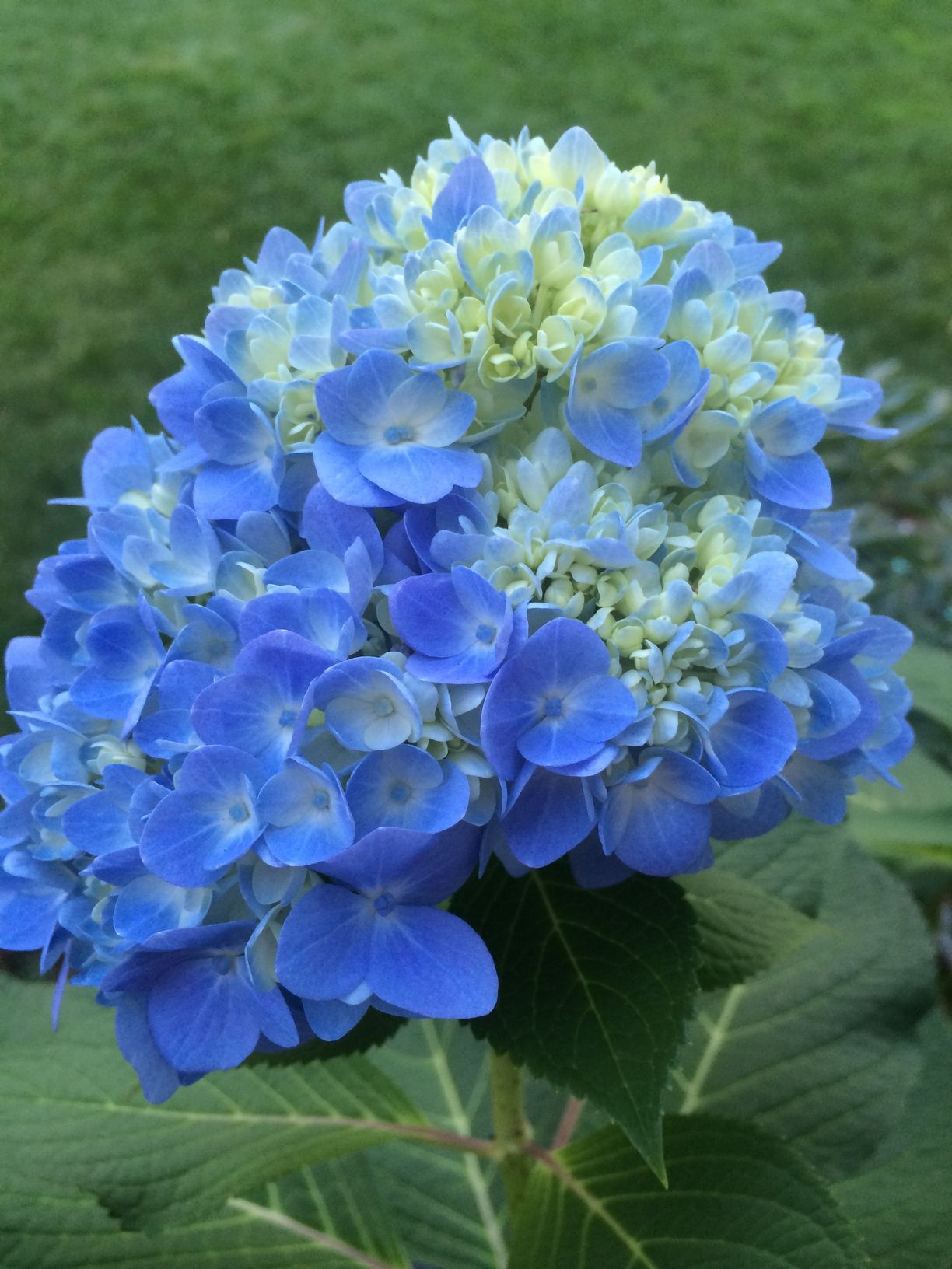 A close up of a blue and white hydrangea flower