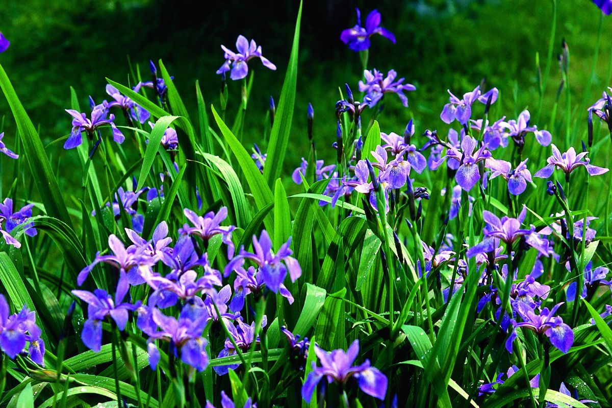 A bunch of purple flowers are growing in the grass