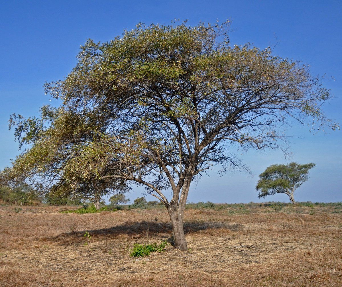 A lone tree with sparse leaves casts a shadow on dry, brown savanna under a blue sky.