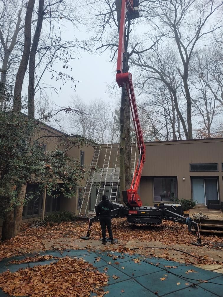 A tree service uses a lift to trim a tall tree near a house and pool, with a person operating the machinery.