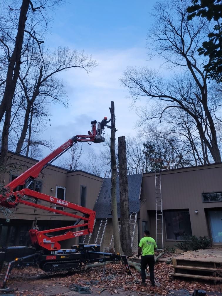 Tree removal in progress: A worker in a lift trims a tall tree near a house; another worker stands nearby.
