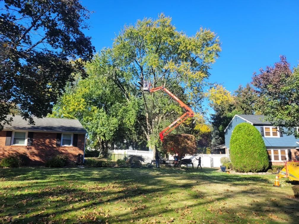 Backyard scene: large tree, blue house, white fence, person standing in front of the tree under a clear blue sky.