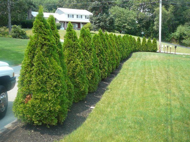 Row of trimmed evergreen hedges lining a lawn beside a driveway and house