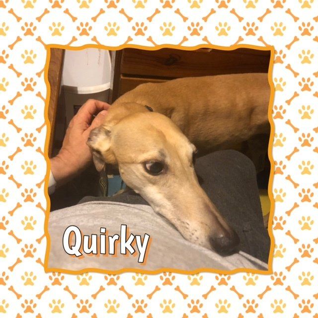 About Just fer Paws Kennels Gatlinburg, TN Staff