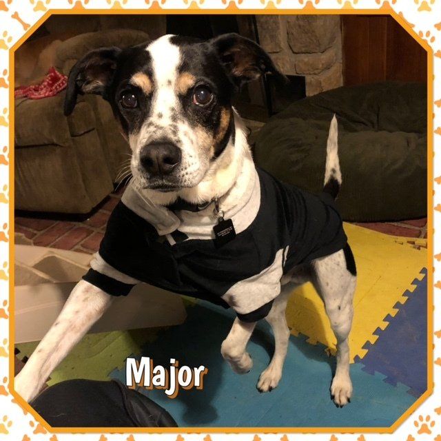 About Just fer Paws Kennels Gatlinburg, TN Staff