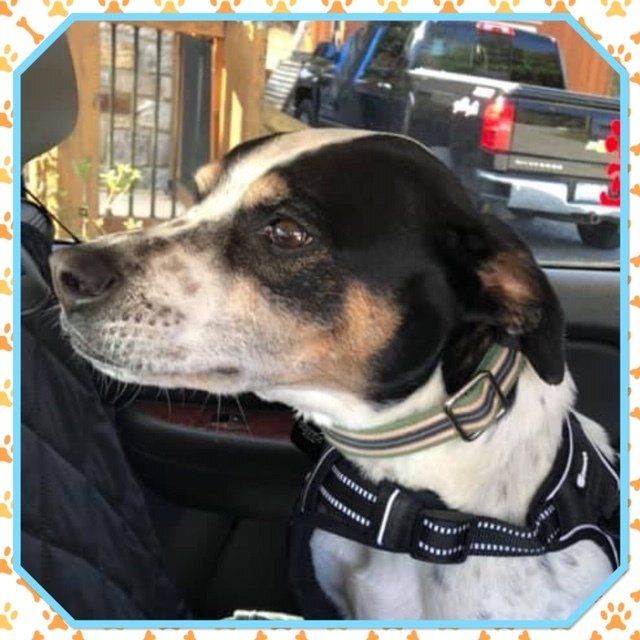 About Just fer Paws Kennels Gatlinburg, TN Staff