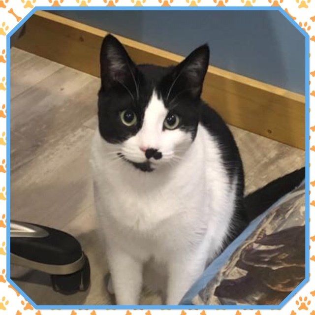 About Just fer Paws Kennels Gatlinburg, TN Staff