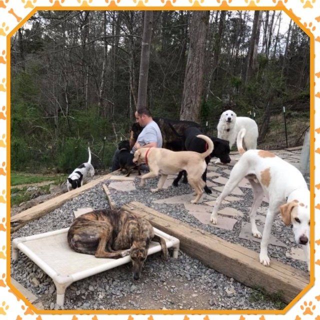 Just fer Paws Kennels Pet Day Care Gatlinburg, TN
