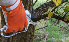 Tree trimming