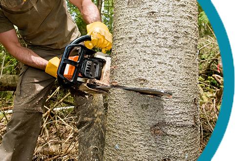 Person in work clothes using a chainsaw to cut a tree trunk outdoors. Yellow gloves.