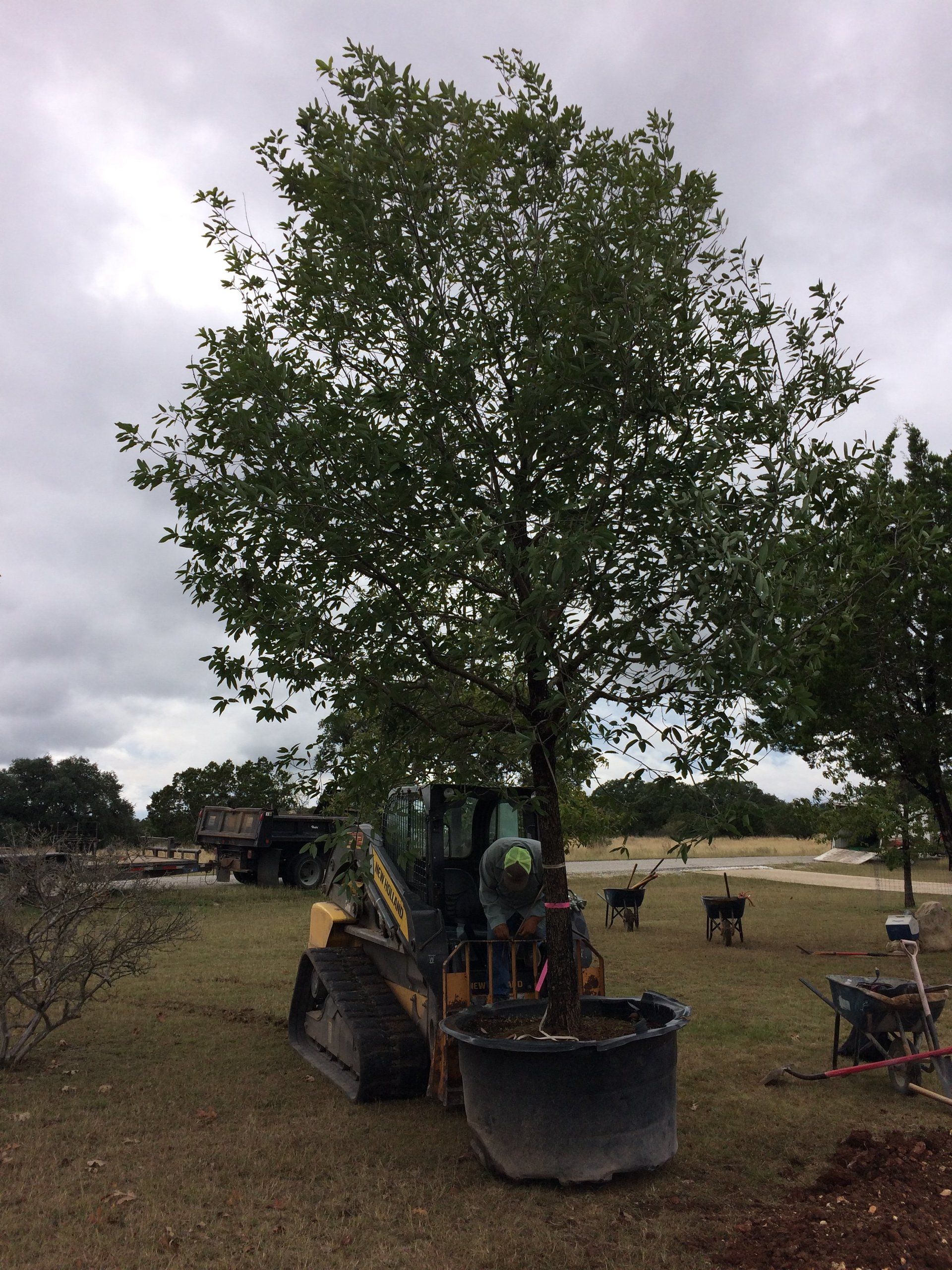 Maldonado Landscape Company Nursery Gallery Boerne, TX