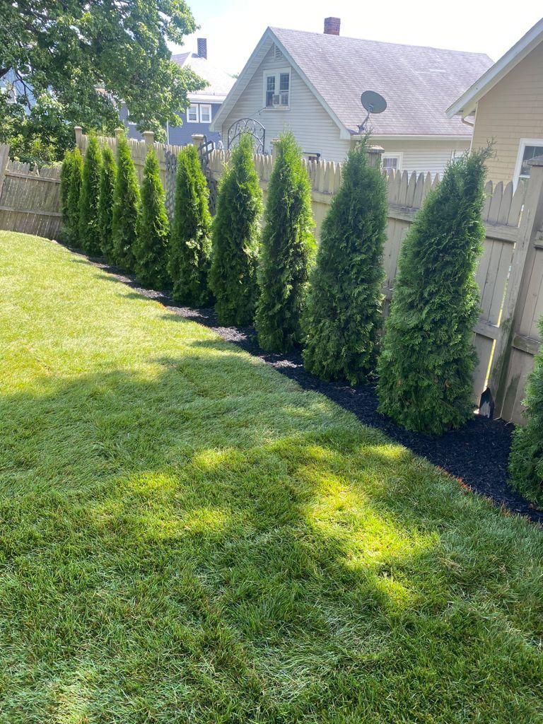 Sunlit backyard with a row of tall evergreen shrubs along a fence and green lawn beside a house