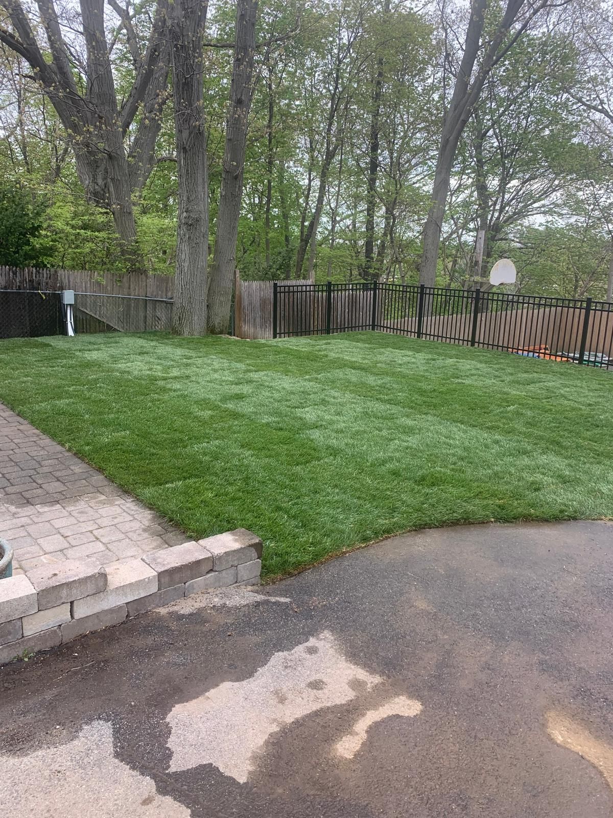 Backyard lawn with tall trees, wooden fence, patio edge, and wet pavement in the foreground