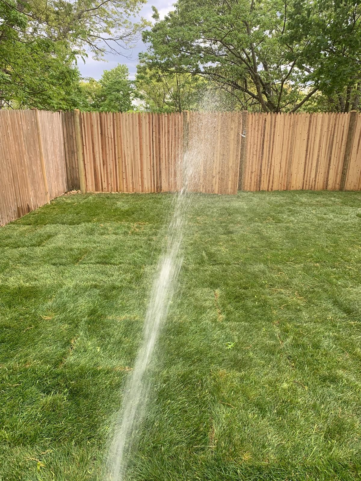 Backyard lawn with a running sprinkler spray and a wooden fence in the background