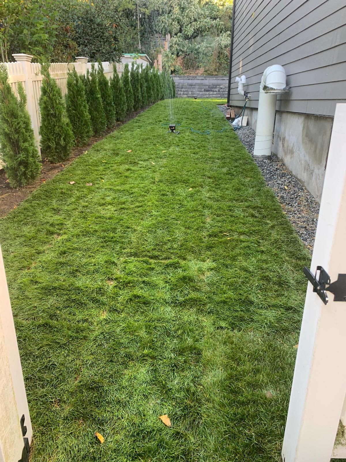 Narrow strip of freshly mowed green grass between a house and fence, with shrubs along the side.