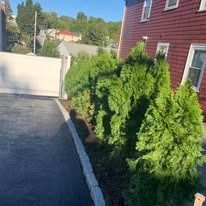 Row of green shrubs beside a red house and driveway wall in bright sunlight