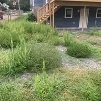 Overgrown grassy yard beside a house with stairs and a gravel path