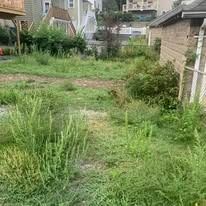 Overgrown backyard with tall grass and bushes between houses and a shed