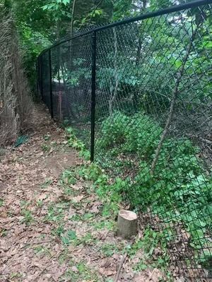 Black chain-link fence along a wooded path with a tree stump and green undergrowth