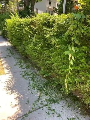 Sunlit sidewalk beside a dense green hedge with scattered leaves and a building in the background