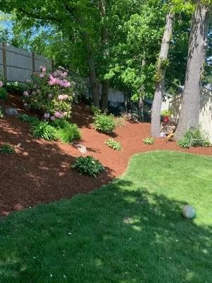 Landscaped garden with green lawn, red mulch, pink flowers, and trees along a fence