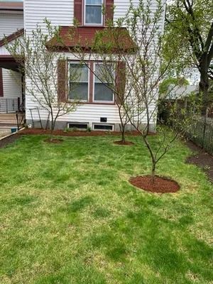 Front lawn with two small trees and mulch beds in front of a house window