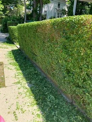 Trimmed green hedge beside a sidewalk on a sunny residential path