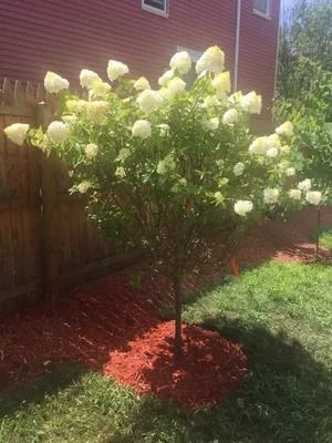 White hydrangea bush blooming in a landscaped yard beside a wooden fence and red mulch.