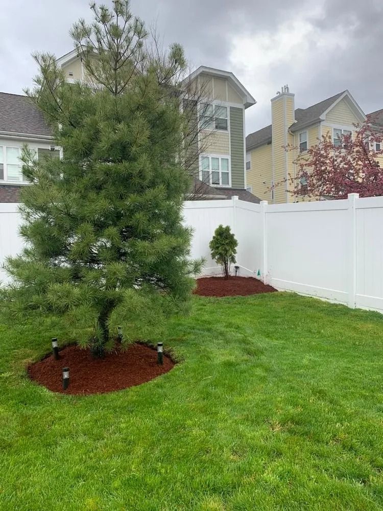 Young pine tree in a grassy backyard beside a white fence and suburban houses