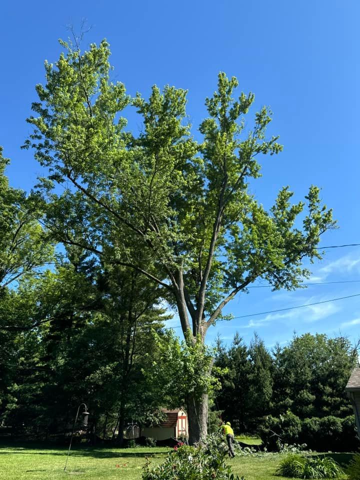 A large tree in a yard with a blue sky in the background