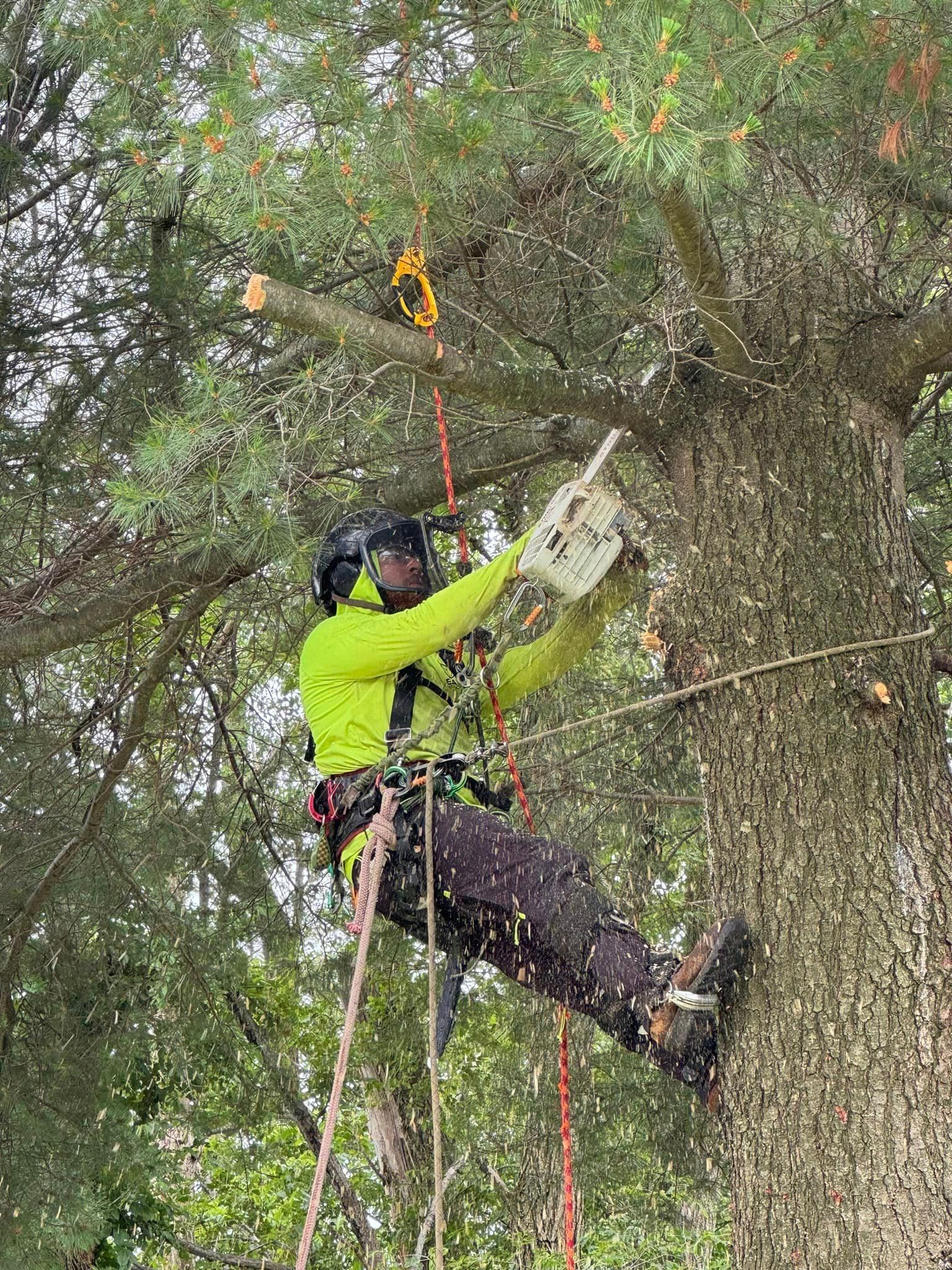 A man is climbing a tree with a chainsaw.